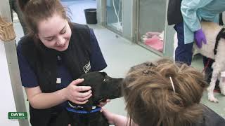 KENNEL ASSISTANT OVERVIEW
