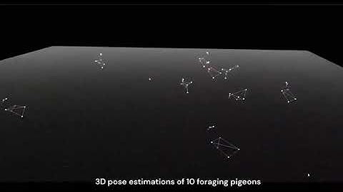 Data Annotation Services for Birds Detection | Wisepl | Computer Vision | Machine Learning