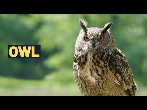 Video: Short Owl. Order of owls. Description, photo