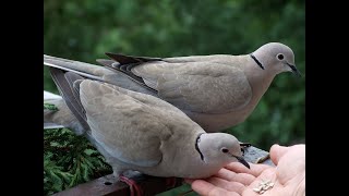 VOZ, CANTO y LLAMADO Paloma Turca de Collar (Streptopelia decaocto) 