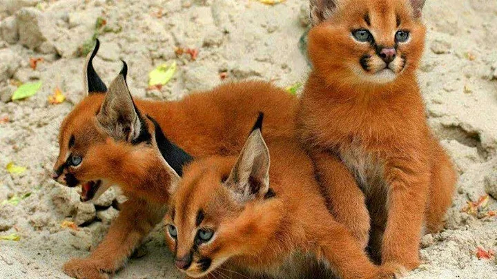 Video 807571: shorthair siamese, chocolate point siamese cat, siamese brown cat, domestic shorthair cat, siamese black cat, cat breed