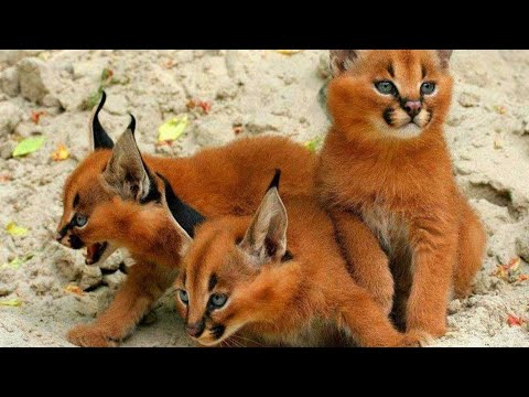 10 RAREST Cat