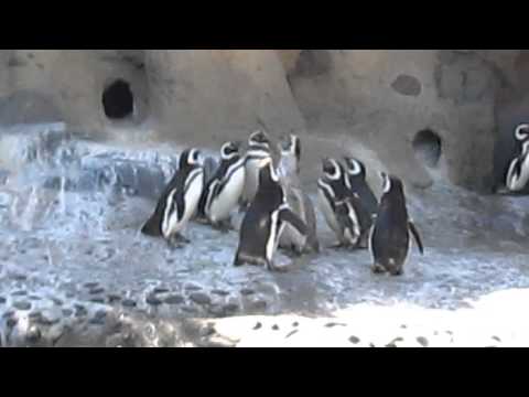 Magellanic Penguins Braying