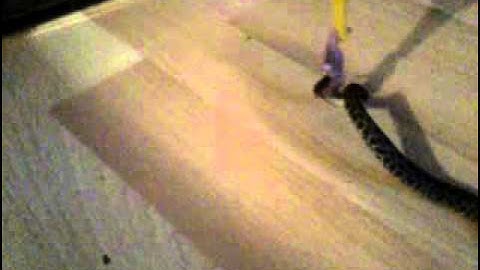 spotted python - strike feeding!!!