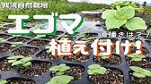 水耕栽培 えごまの葉を育てる Youtube 水耕栽培 えごまの葉を育てる Youtube