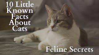 10 Little Known Facts about Cats : Feline Secrets