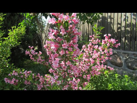 Wideo: Kwitnienie Weigela (50 Zdjęć): Opis Krzewu Weigela Na Florydzie, „Victoria” I „Różowe Księżniczki”, „Słoneczne Księżniczki” I „Marjorie”, Sadzenie I Pielęgnacja