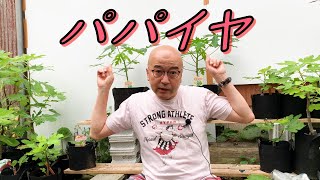 【ド素人果樹栽培】第25回「熱帯果樹パパイヤ鉢植え」の巻