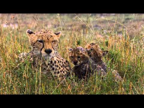 african-cats-official-trailer