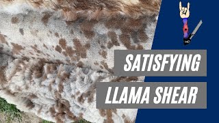 Satisfying Llama Shearing Compilation  1 Original Sound