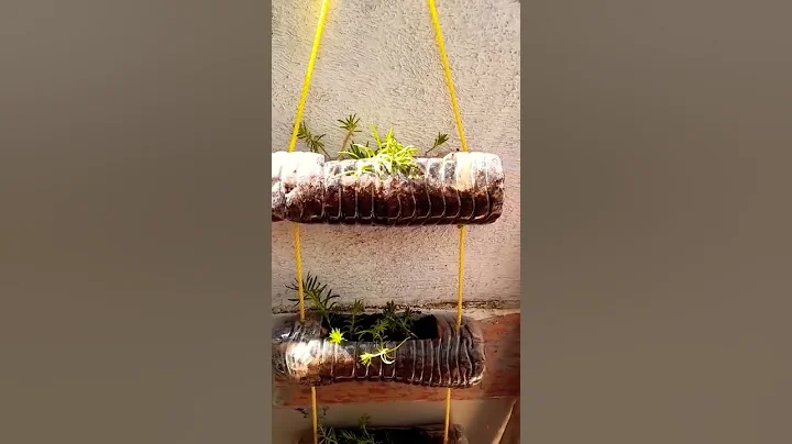 #Plastic #bottle #ideas #portulaca #new #project #love it