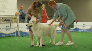 CACIB San Marino, Pastore Svizzero Bianco by Dog Show Video 768 views 1 year ago 4 minutes, 2 seconds