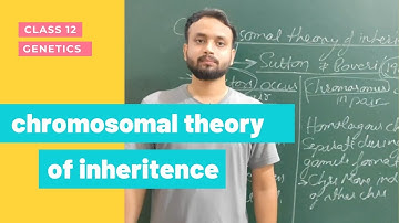 Chromosomal theory of inheritance (class 12) GENETICS