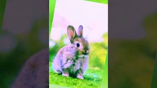 coolbunnygoldenbunny #bunny #funny #motivation #amazing #wifies #arg #ultrakill #webseries