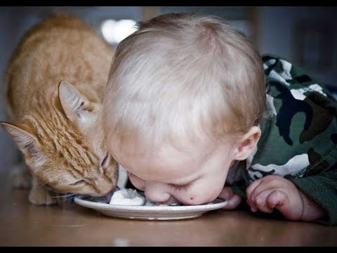Видео: 😺 У кота еда вкуснее! 🐈 Смешное видео с котами и котятами для хорошего настроения! 😸