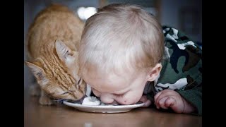 😺 У кота еда вкуснее! 🐈 Смешное видео с котами и котятами для хорошего настроения! 😸
