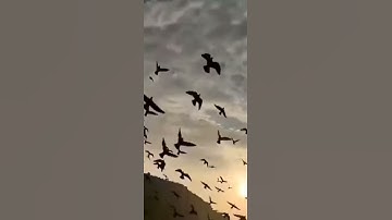 Thumbnail of Ahmet Kaya hep sonradan gelir aklım başıma . 🕊️