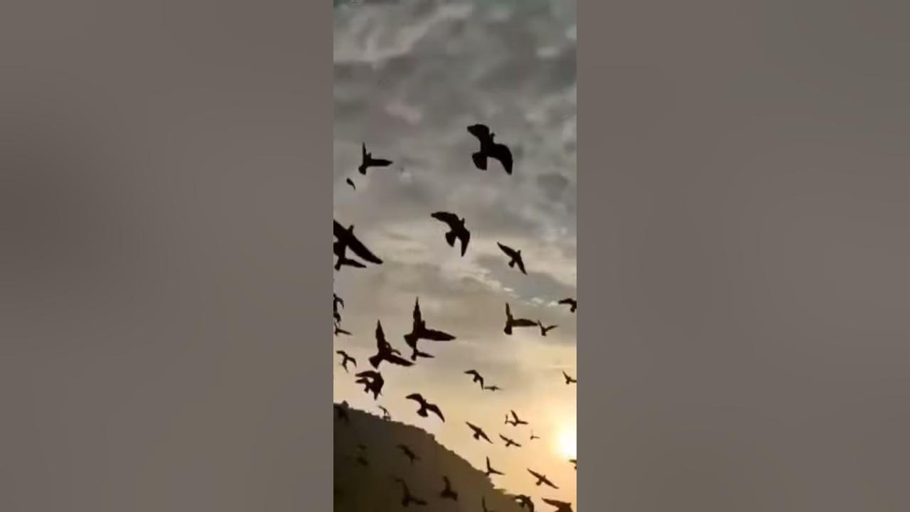 Ahmet Kaya hep sonradan gelir aklım başıma . 🕊️