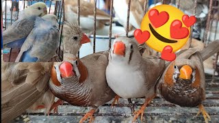 Vlog317 Daming Cute Sa Malabon Pet Market