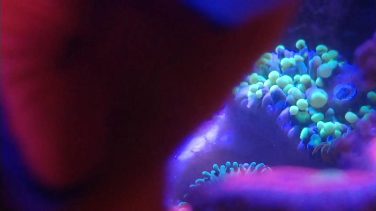 Feather Duster Worm in Torch Coral's Mouth? YouTube