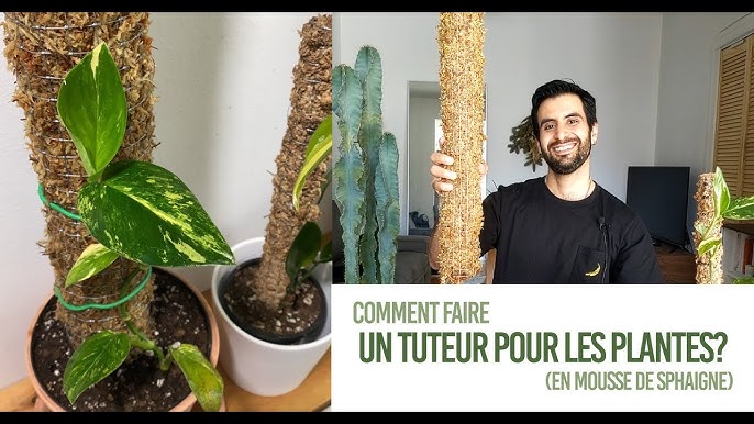 Fabrication d'un tuteur humide pour plante grimpante exotique 