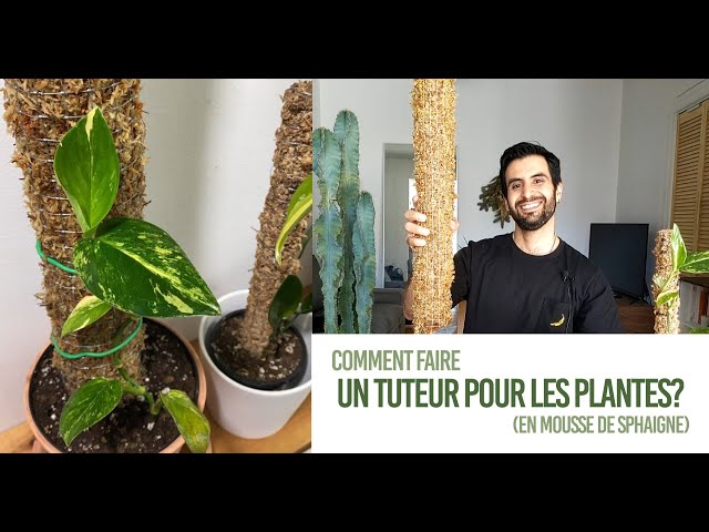 Comment faire un tuteur en mousse de sphaigne ? DIY - TRÈS FACILE pour nos  plantes grimpantes 