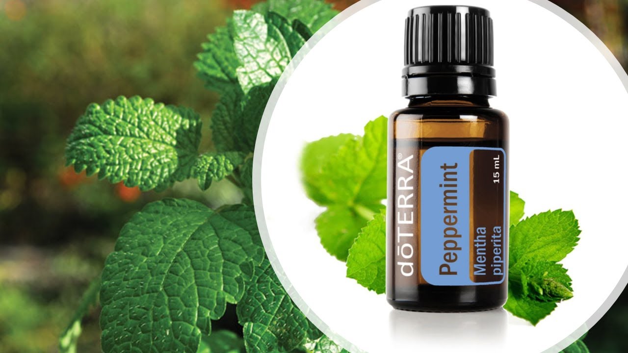 Peppermint Use and Benefits YouTube