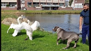 Swan vs Bully pitbulls part 2, you won't believe your eyes