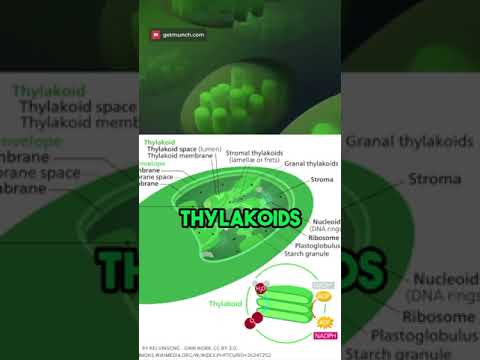 Video: Митохондрия фотосинтезге катышабы?