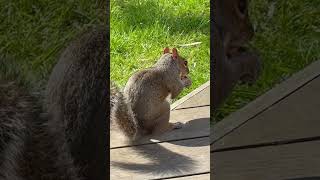 Squirrel Leisurely Eats Peanuts In Backyard - 1501693