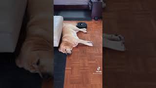 Roomba vacuum cleans around dog. LMAO!!