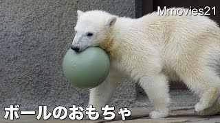 Polar Bear cub plays with Boomer Ball　新しいボールで楽しむホッキョクグマのリラ