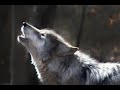 Wolf Song | Shamanic Drumming | Powerful Meditation Music