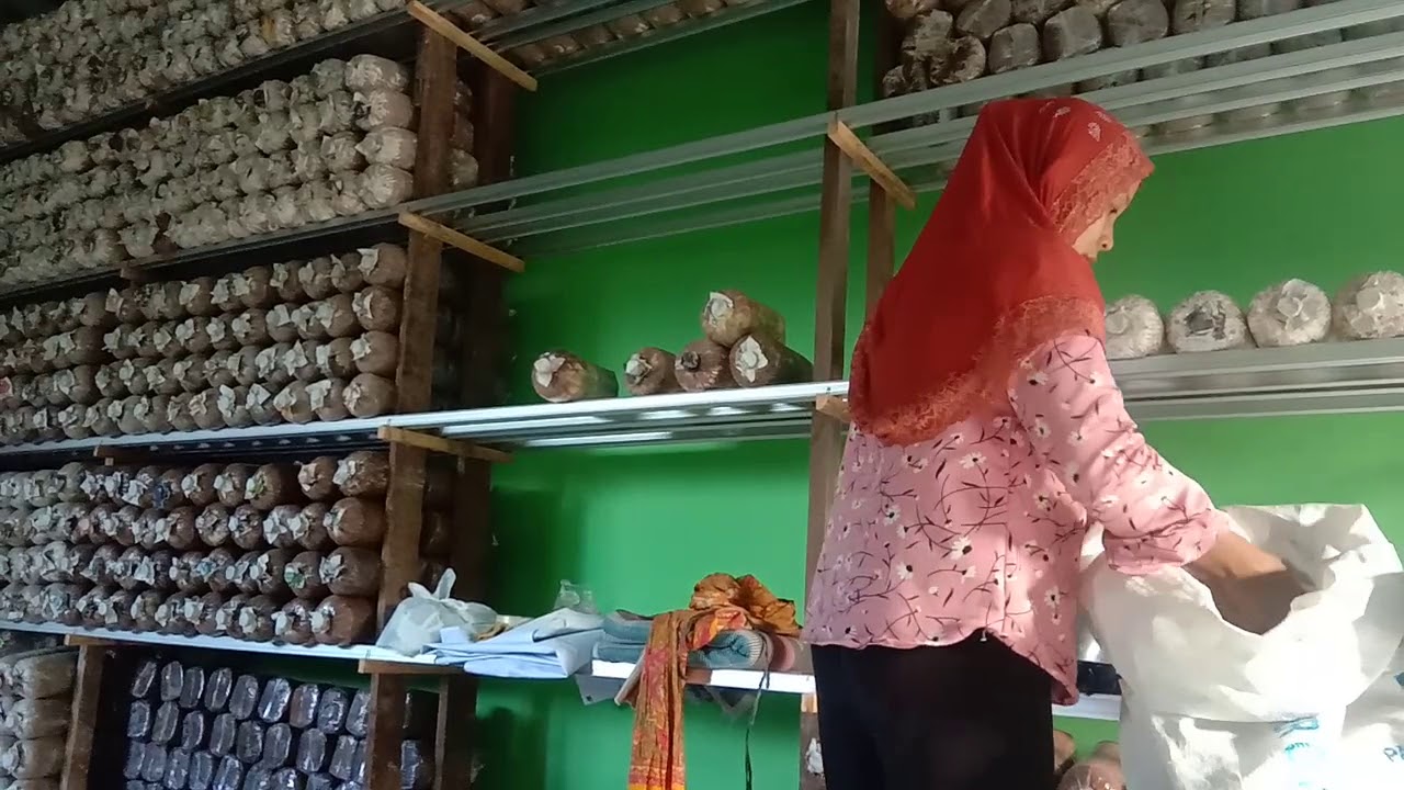 Budidaya jamur tiram 