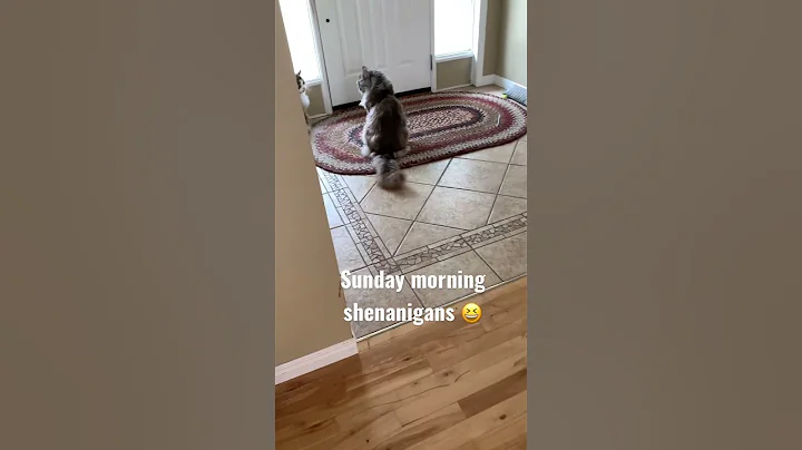 Watch the video about Three cute MaineCoon kitties | funny cats pets animals | reels videos | #shorts