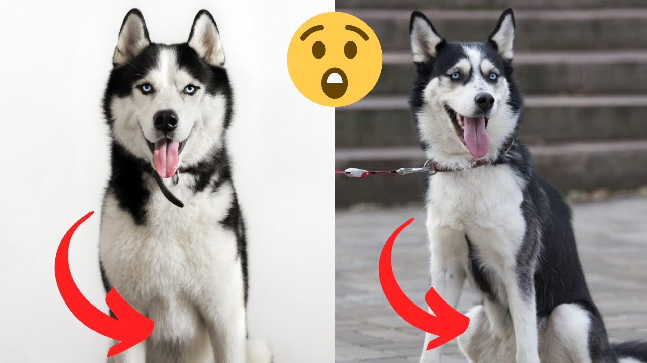 Are Girl Husky Or Boy Husky Better