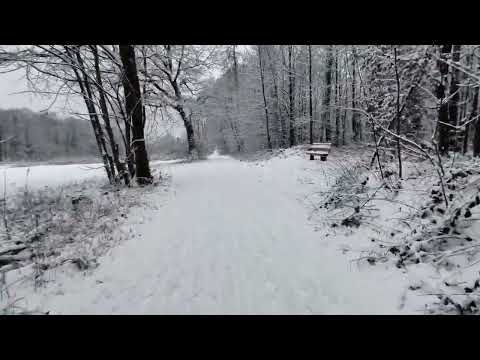 Снег выпал в лесу возле Франкфурта. Der Schnee ist im Wald bei Frankfurt gefallen.