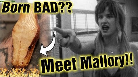 BLOOD PYTHONS & Short Tail Pythons at O