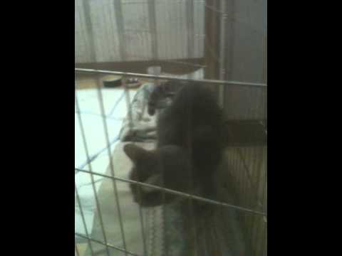 Noopy Cat Paralized Saddle Thrombus - YouTube