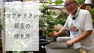 【苔玉の作り方】コウモリラン【園芸屋たなか】