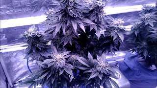 Growing Cannabis via Deep Water Culture (DWC)
