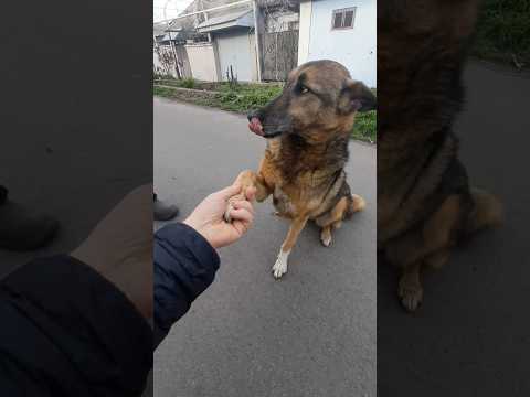 Только сидя даёт лапу! #собака #животные #пёс #dog #dogs #дресировка #домашниеживотные #собаки