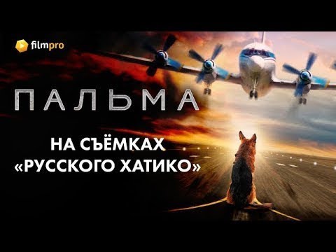 На съёмках «русского Хатико» - фильма «Пальма»