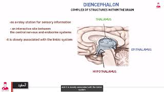 كورس تشريح المخ  || diencephalon