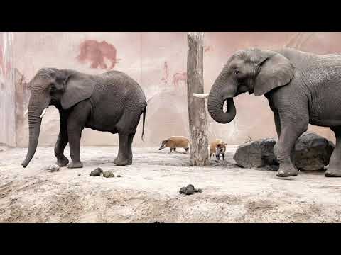 Beleef een dag vol dierbare ontmoetingen in Ouwehands Dierenpark!