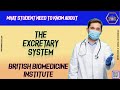 What Students Need To Know About The Excretory System.