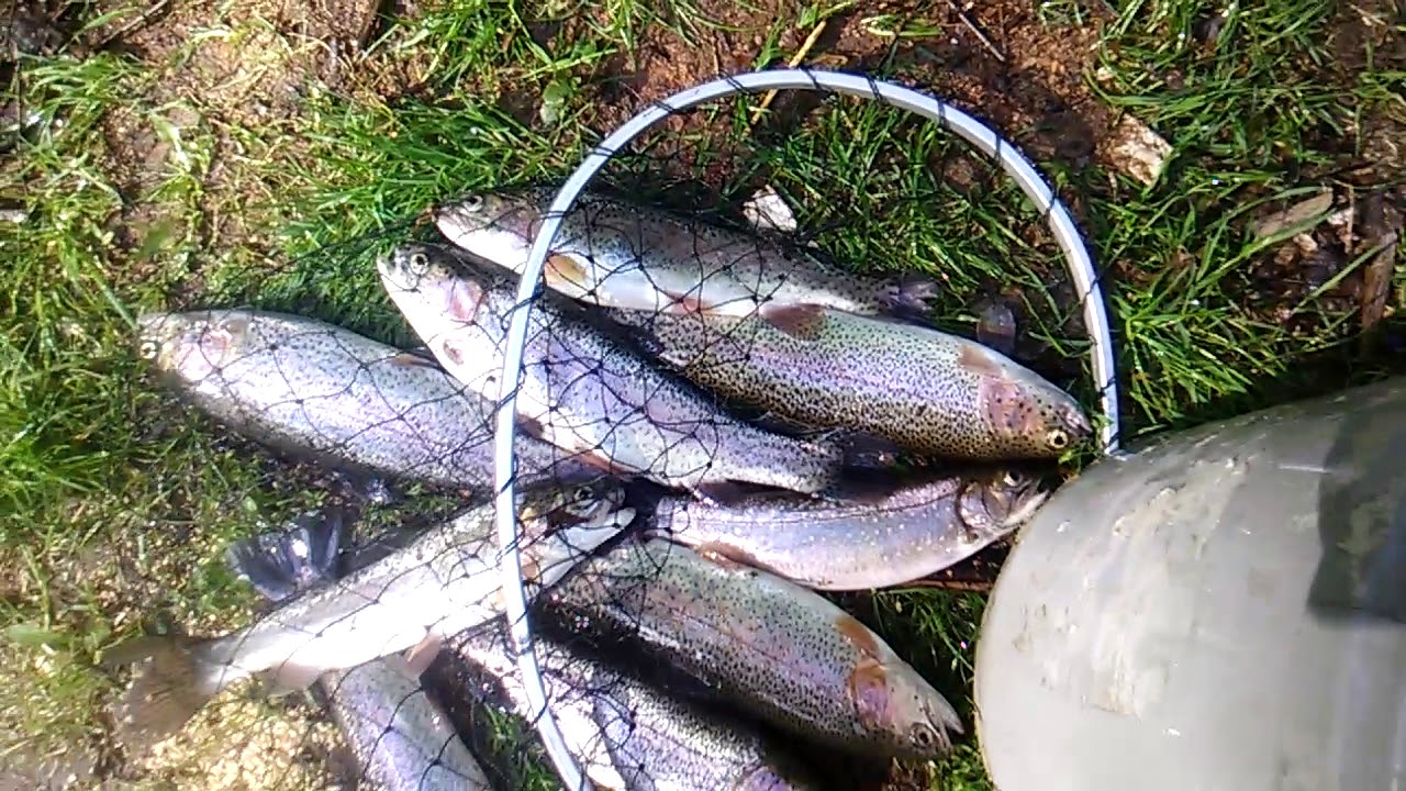 "TROUT Trout in 1 Hour. YouTube