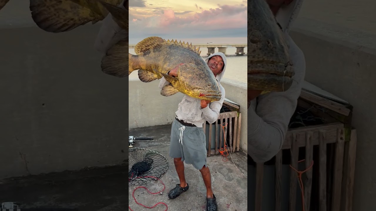Florida Man Catches Massive 150+LB Grouper 🎣 #OnlyinFlorida