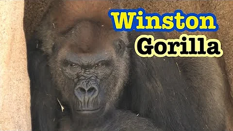 Gorilla Winston family lunch 🥗 ゴリラ🦍　ウィンストン家族　ランチ💕🦍
