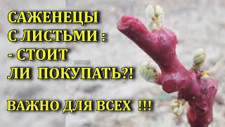 САЖЕНЦЫ ВИНОГРАДА С ЛИСТЬЯМИ -СТОИТ ЛИ ПОКУПАТЬ?! P.S АВАТАР КИШМИШ в нагрузке, оправдает ли себя?!